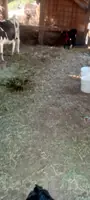 saglyk sygyr