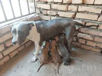 Щенки стаффорда