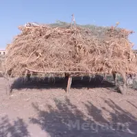 mellegiň ýorunjasy