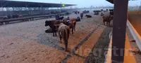 Ökizler