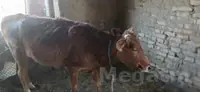 Sygyr