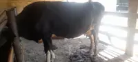 Goleli sygyr
