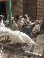 Indýuk
