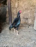 Horoz