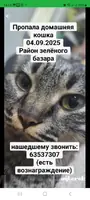 Пропала кошка Маркиза