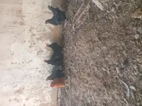 курица