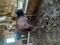 Yagday gowy