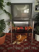 telewizor