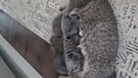 британские котята