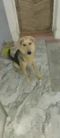 Шустрик ,полу овчарка.