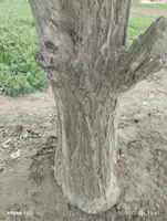 odun