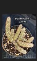 Маммилярия Элонга