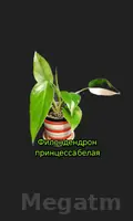 филодендрон принцесса🤍
