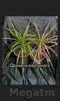 драцена маргината
