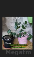 Ксеросициос Данги