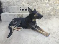 Ayna