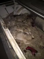 Diki tovşan