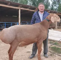 Бараны
