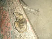 Кот