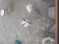 Щенки В Добрые руки