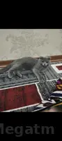вислоуха