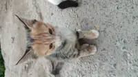 кошка