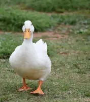 ордек