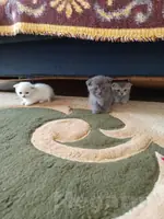 котята