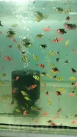 Аквариумные рыбки