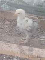 бролер