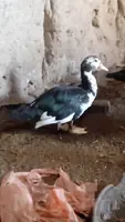 Induşka