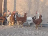 HoraZ