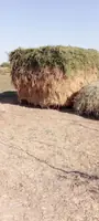 Ýorunja