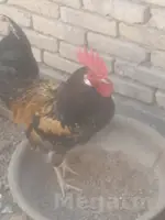 ýaş horaz