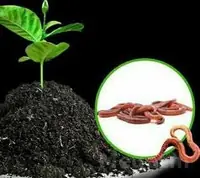biogums