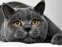 Кот