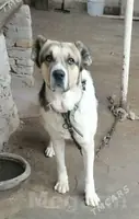 Türkmen gujugi