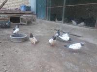 kepder